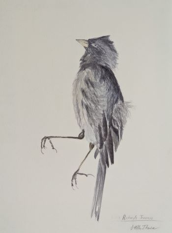 Bird Study